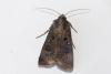 Agrotis trux